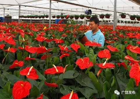 【聚焦全县经济工作会议】访县农业农村局党组书记、局长刘清海 